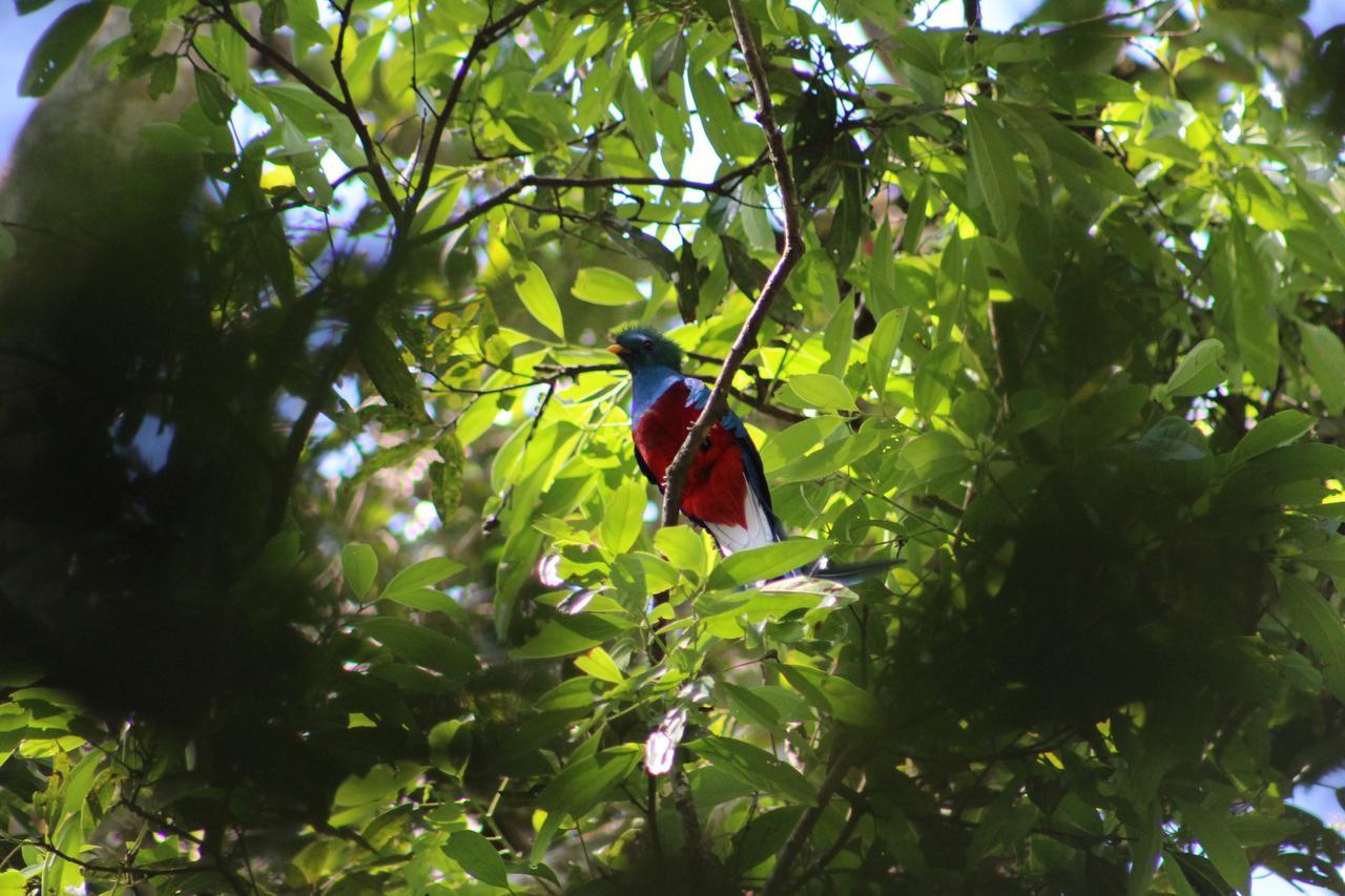 Talamanca Nature Reserve Rivas Exterior foto